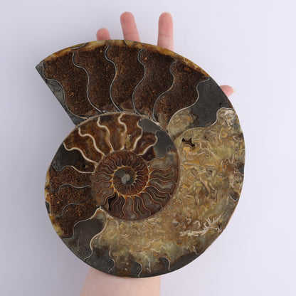 Ammonite Pair - Expert Wholesale and Supplier of Wholesale Crystals & Bulk Gemstones, ["Ammonite","Madagascar","shells"]