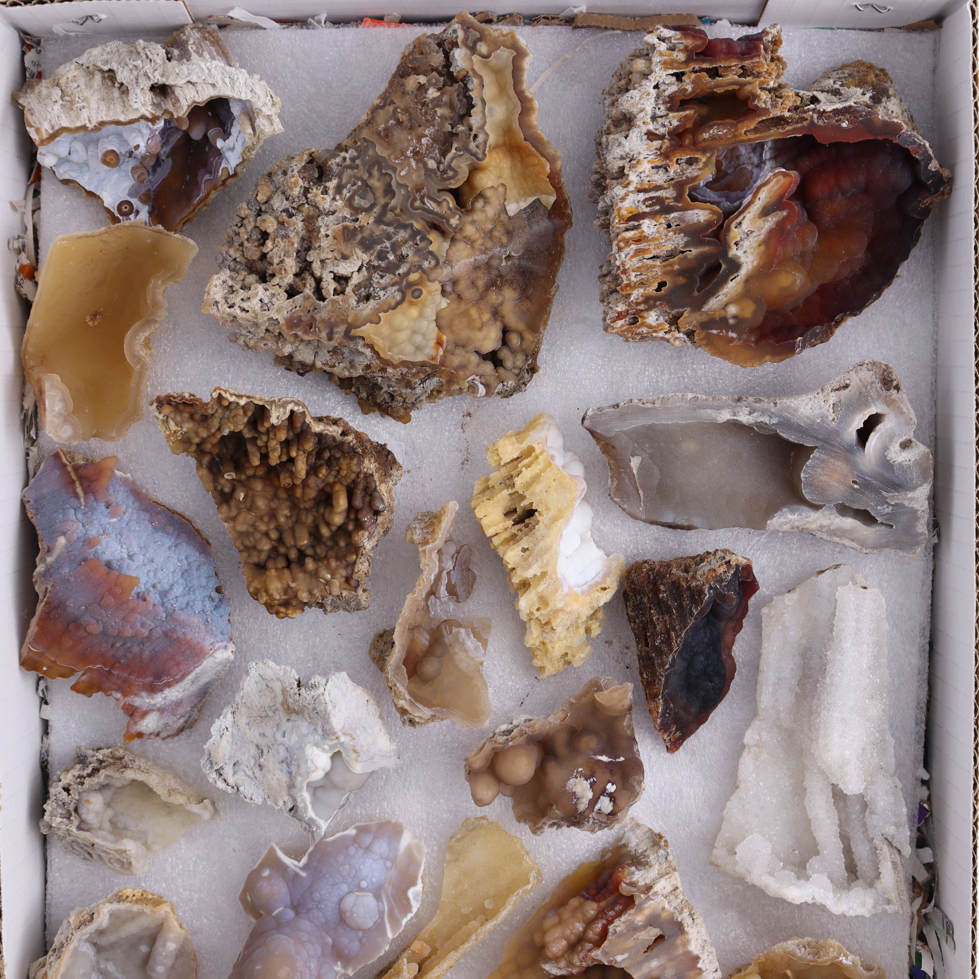 Agatized Coral Flat - Expert Wholesale and Supplier of Wholesale Crystals & Bulk Gemstones, ["Agate","Agatized Coral","Coral","United States"]