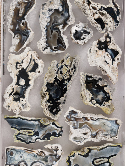 Agatized Coral Set of 12 - Expert Wholesale and Supplier of Wholesale Crystals & Bulk Gemstones, []