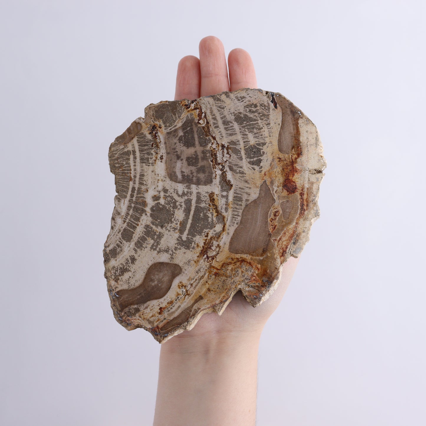 Petrified Wood Slices & Slabs Set of 3 - Expert Wholesale and Supplier of Wholesale Crystals & Bulk Gemstones, ["Freeforms","Indonesia","Petrified Wood","Slices and Slabs"]