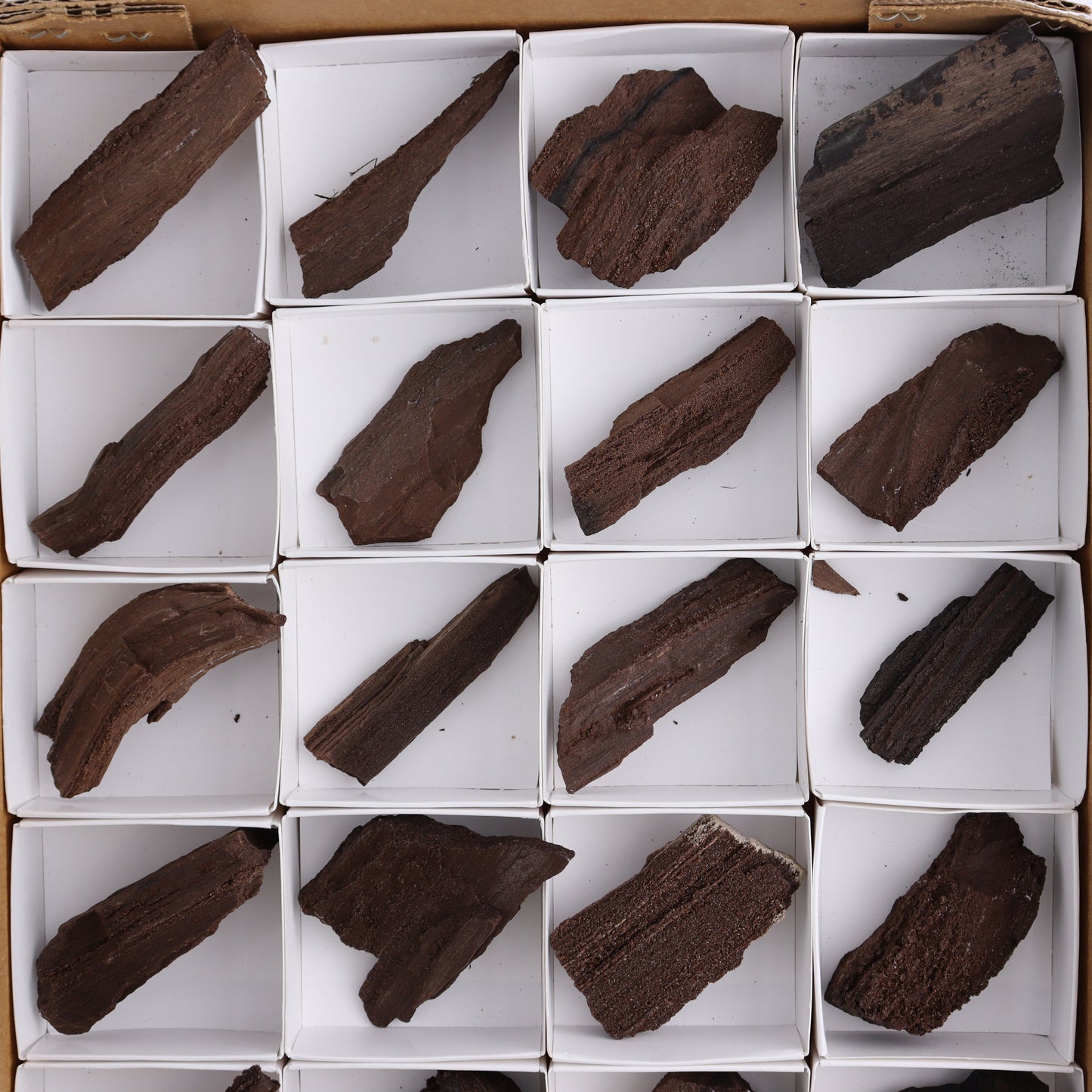Permineralized Wood Flat of 24 - Expert Wholesale and Supplier of Wholesale Crystals & Bulk Gemstones, ["Flats","Germany","Permineralized Wood"]