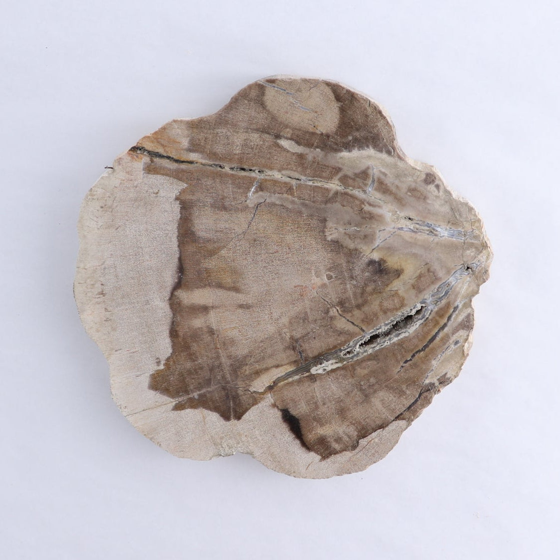 Petrified Wood Slices & Slabs Set of 3