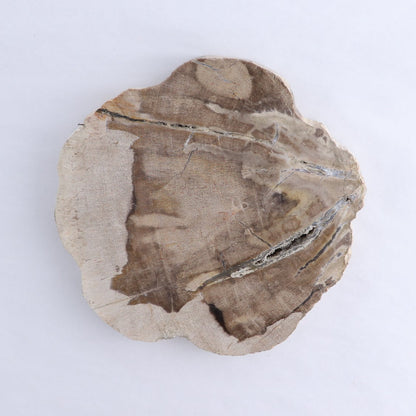 Petrified Wood Slices & Slabs Set of 3