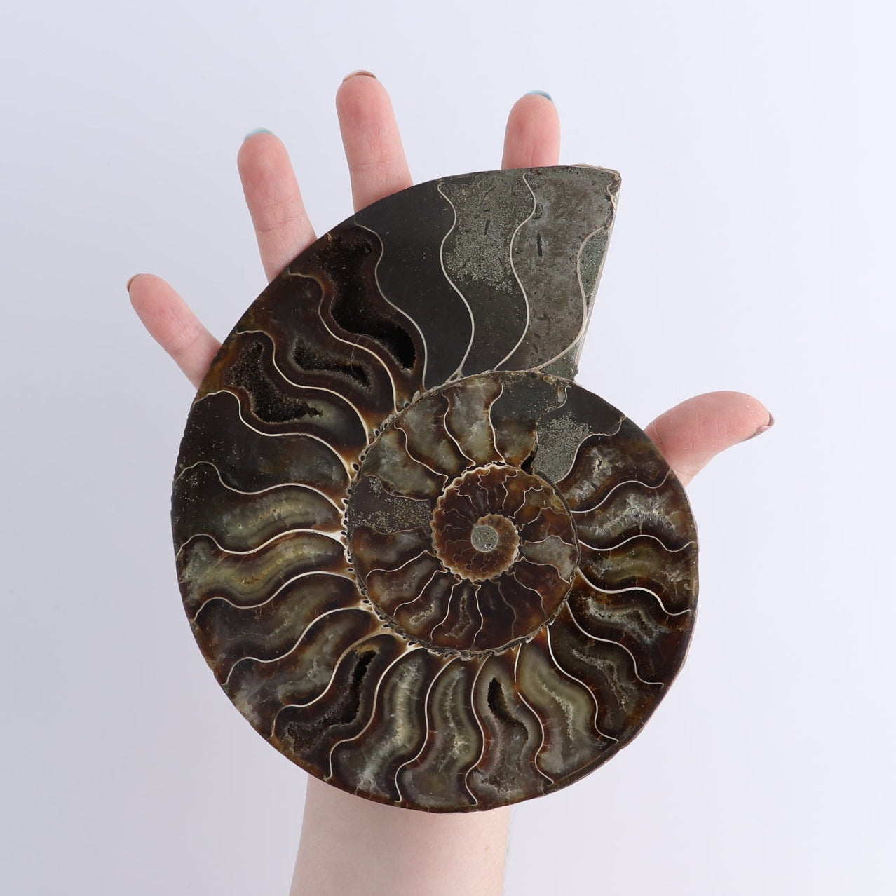 Ammonite Shells Set of 6