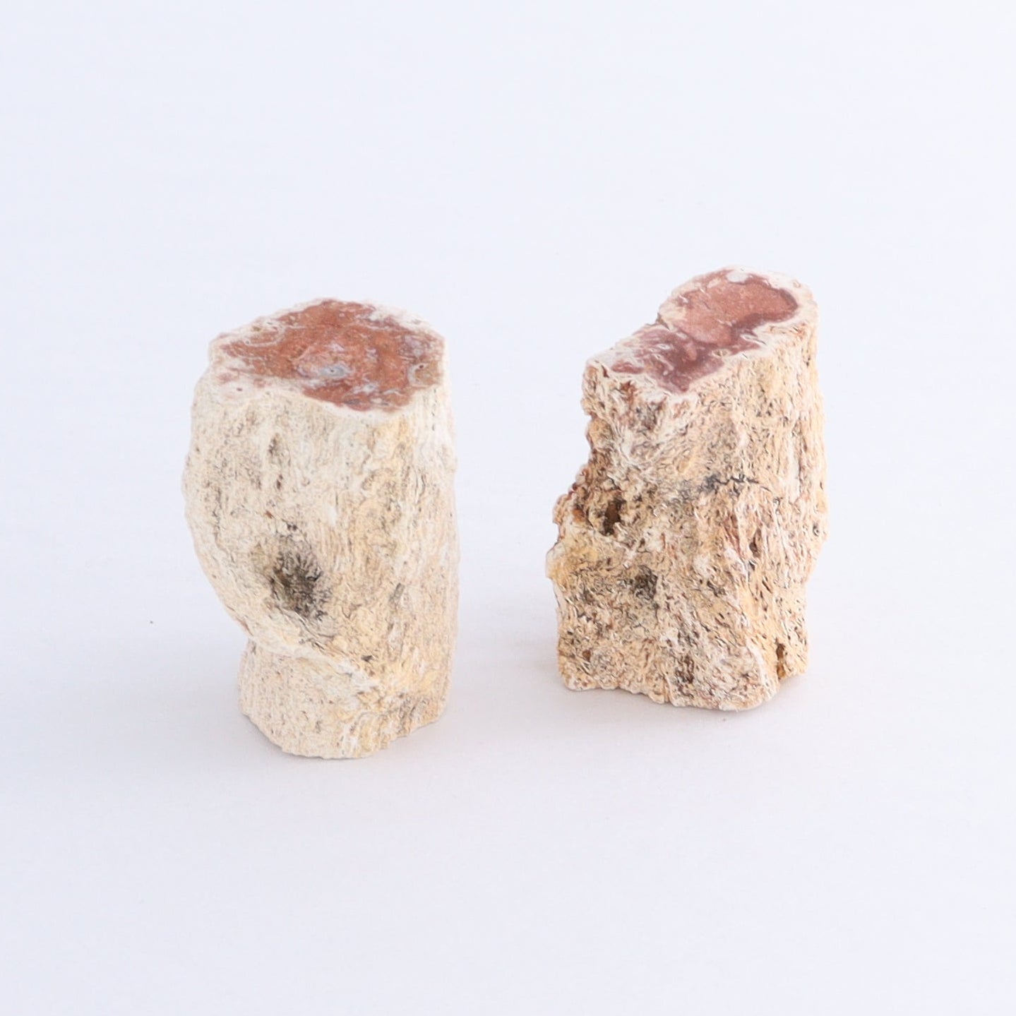 Petrified Wood Cut Bases Set of 10 - Expert Wholesale and Supplier of Wholesale Crystals & Bulk Gemstones, ["Cut Base","Petrified Wood"]