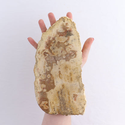 Petrified Wood Slices & Slabs Set of 4