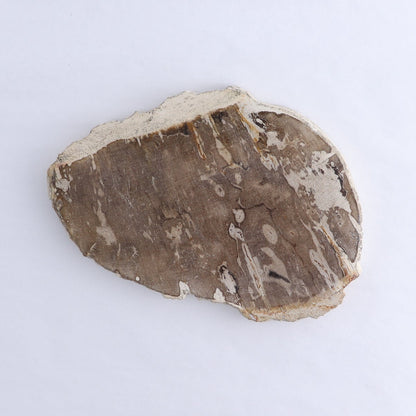 Petrified Wood Slices & Slabs Set of 3