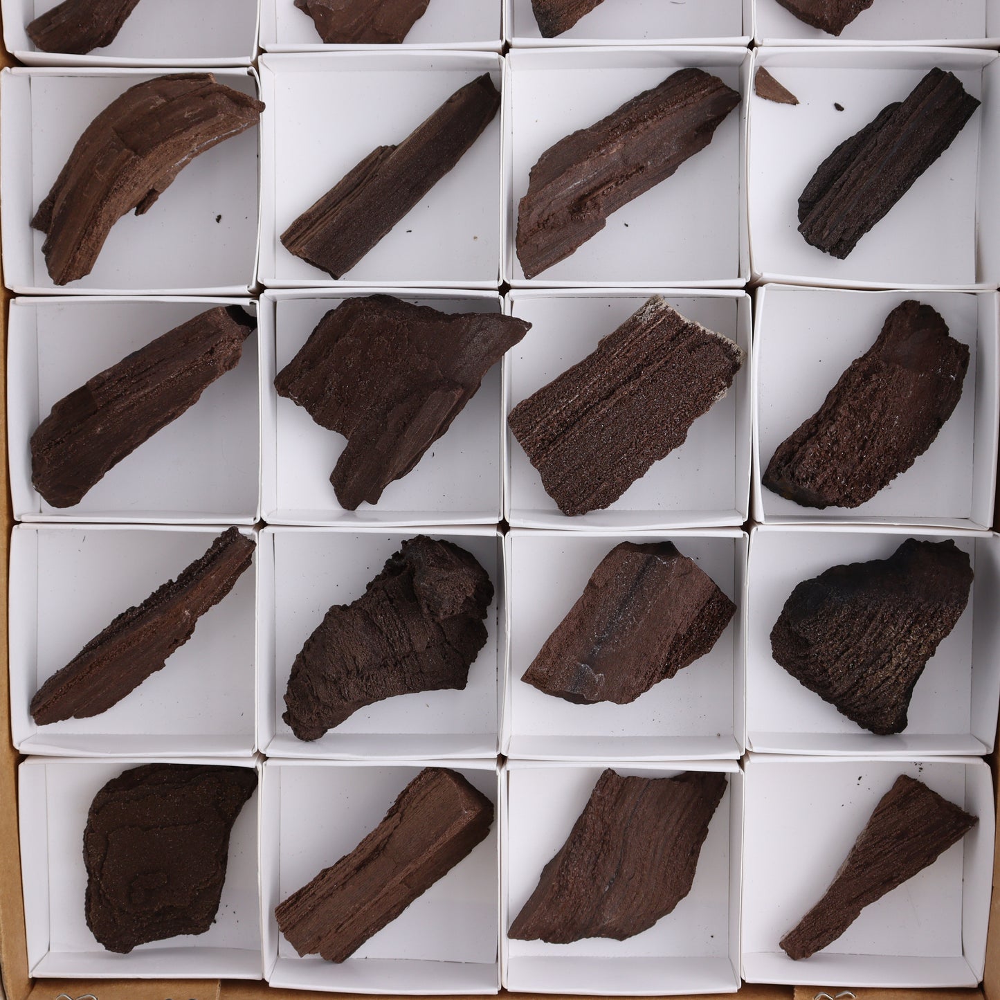 Permineralized Wood Flat of 24 - Expert Wholesale and Supplier of Wholesale Crystals & Bulk Gemstones, ["Flats","Germany","Permineralized Wood"]