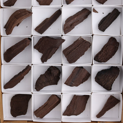 Permineralized Wood Flat of 24 - Expert Wholesale and Supplier of Wholesale Crystals & Bulk Gemstones, ["Flats","Germany","Permineralized Wood"]
