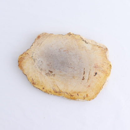 Petrified Wood Slices & Slabs Set of 4