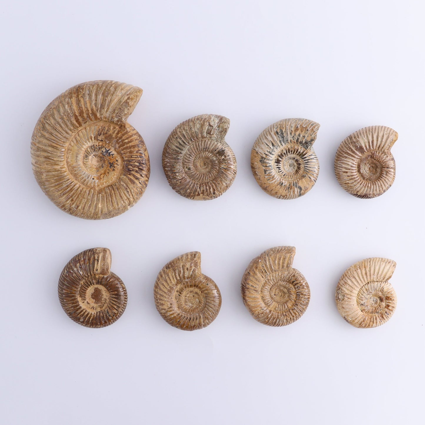 Fossilized Ammonite Set of 8 - Expert Wholesale and Supplier of Wholesale Crystals & Bulk Gemstones, ["Ammonite","Fossilized Ammonite","Madagascar"]