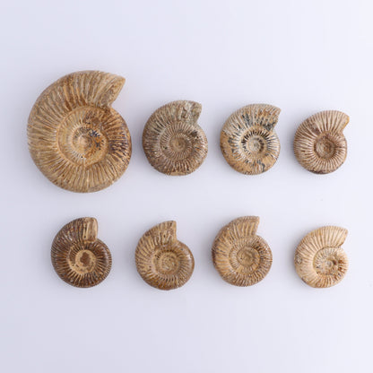 Fossilized Ammonite Set of 8 - Expert Wholesale and Supplier of Wholesale Crystals & Bulk Gemstones, ["Ammonite","Fossilized Ammonite","Madagascar"]