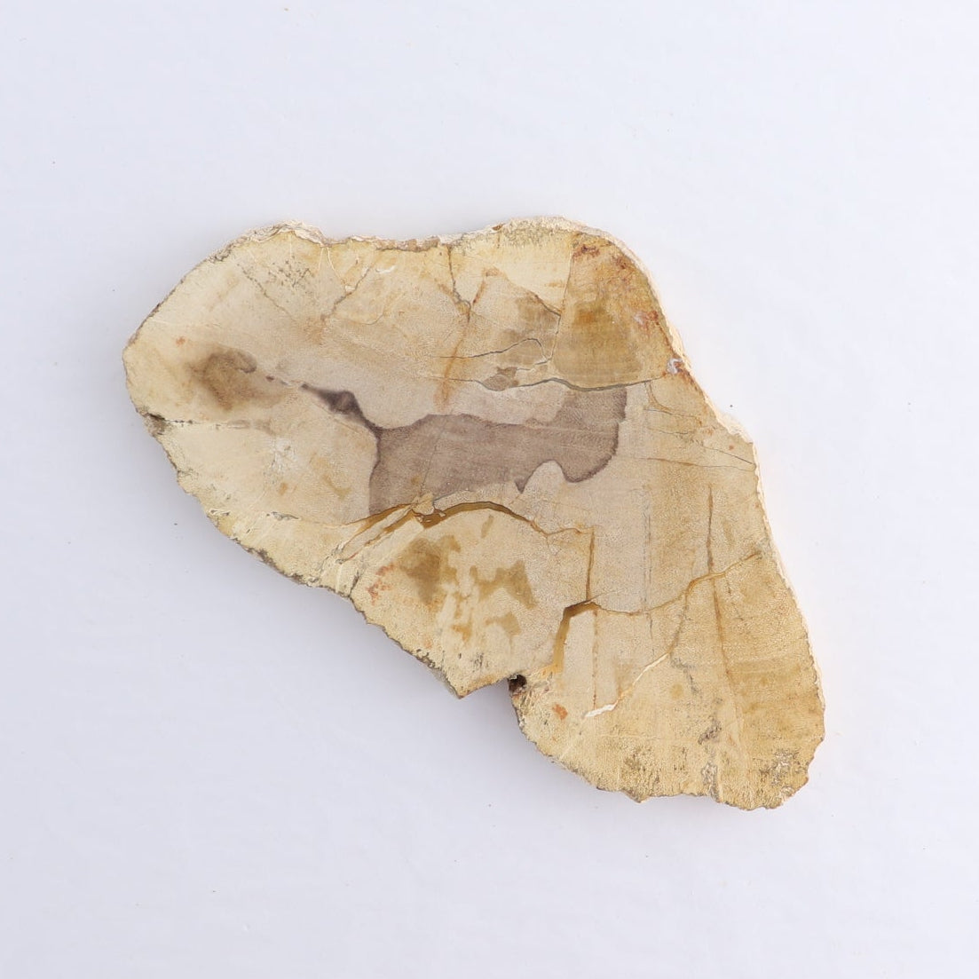 Petrified Wood Slices & Slabs Set of 4