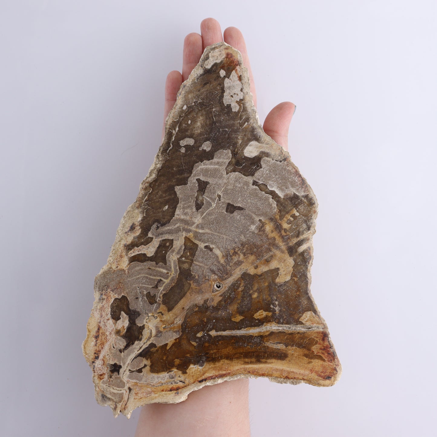 Petrified Wood Slices & Slabs Set of 3 - Expert Wholesale and Supplier of Wholesale Crystals & Bulk Gemstones, ["Freeforms","Indonesia","Petrified Wood","Slices and Slabs"]