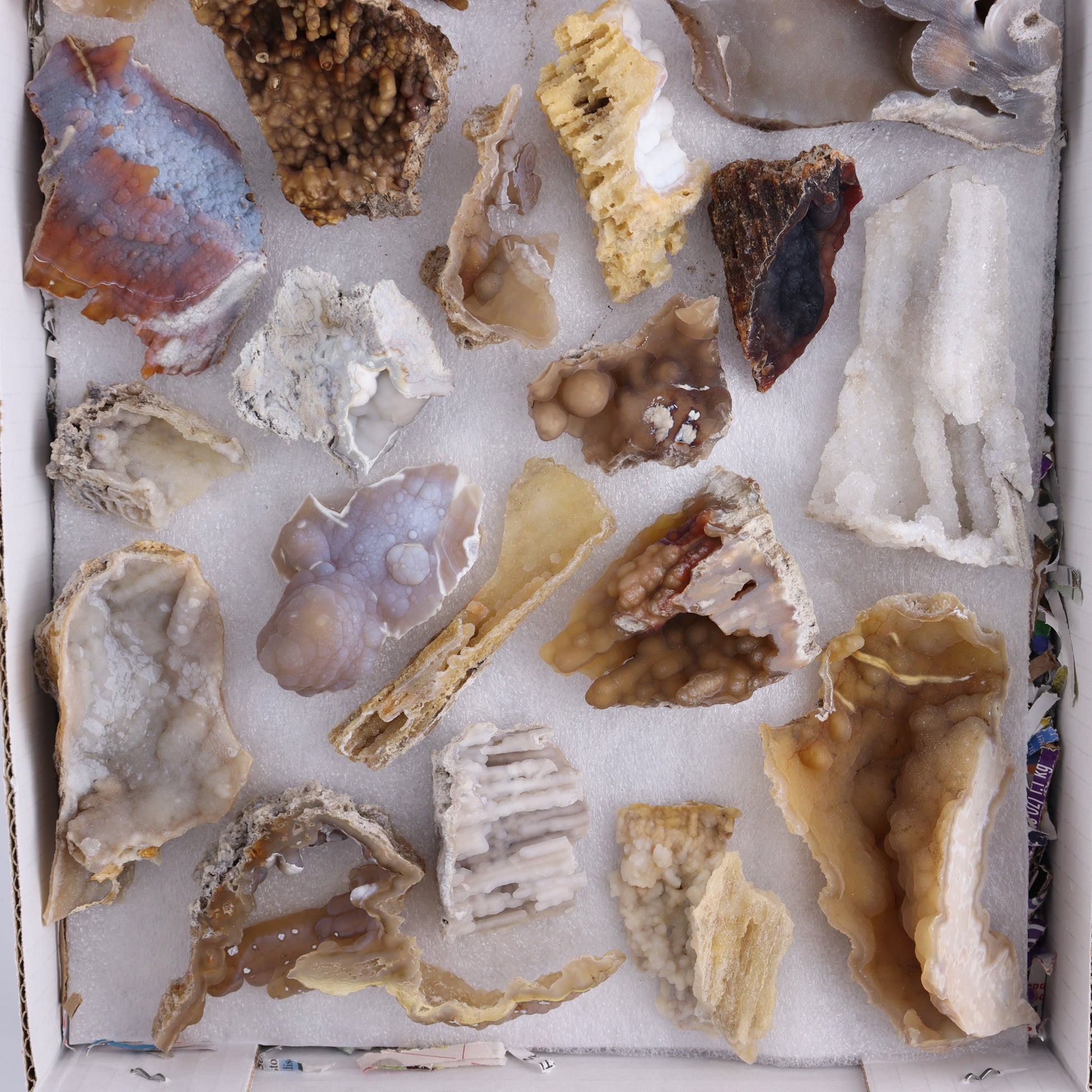 Agatized Coral Flat - Expert Wholesale and Supplier of Wholesale Crystals & Bulk Gemstones, ["Agate","Agatized Coral","Coral","United States"]