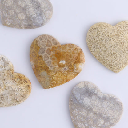 One Fossil Coral Heart Cab - Expert Wholesale and Supplier of Wholesale Crystals & Bulk Gemstones, ["Cabs","fossil coral","heart","Hearts"]