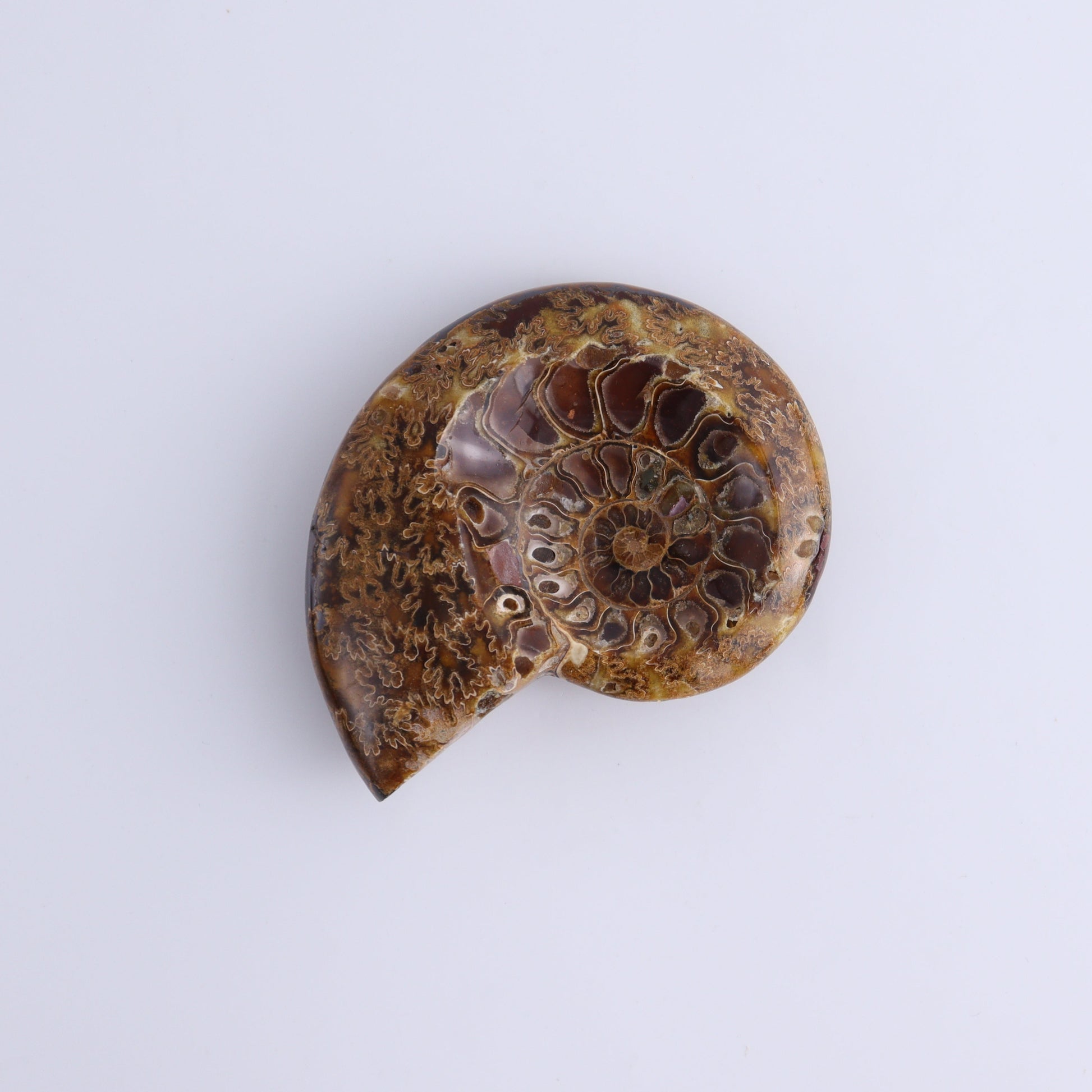 Ammonite Bowls Set of 4 - Expert Wholesale and Supplier of Wholesale Crystals & Bulk Gemstones, ["Ammonite","close_30","Madagascar","shells"]