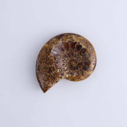 Ammonite Bowls Set of 4 - Expert Wholesale and Supplier of Wholesale Crystals & Bulk Gemstones, ["Ammonite","close_30","Madagascar","shells"]