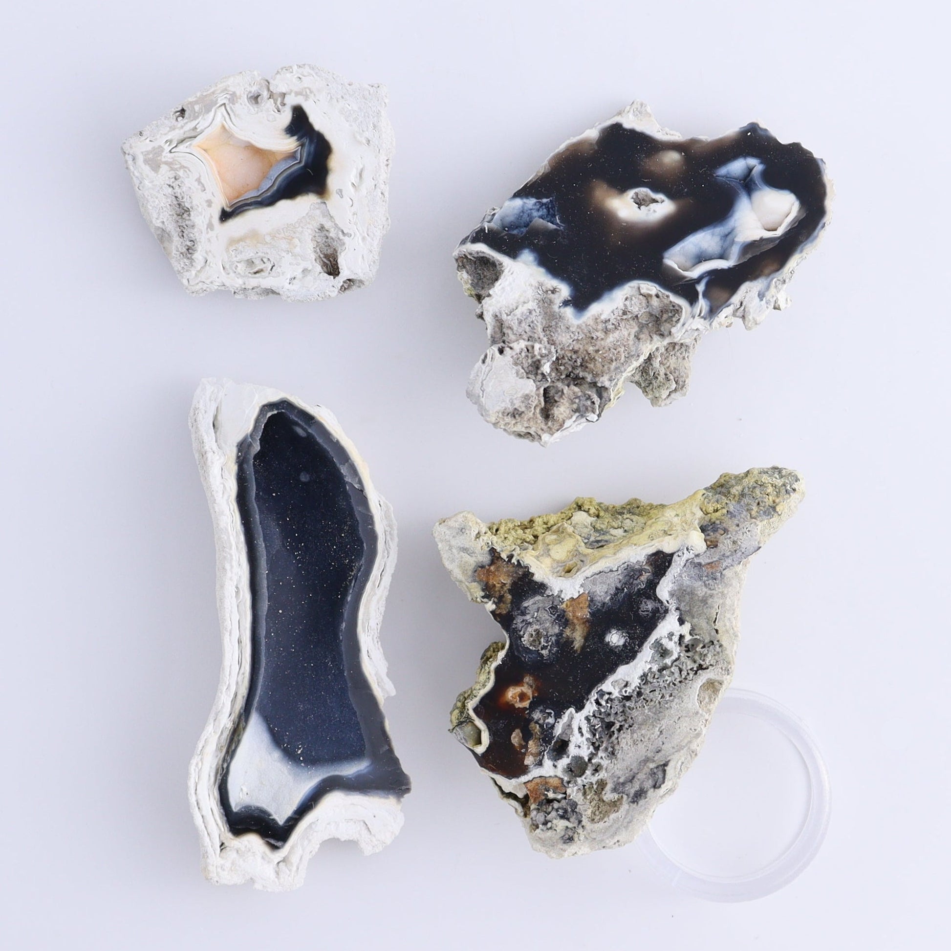Agatized Coral Flat - Expert Wholesale and Supplier of Wholesale Crystals & Bulk Gemstones, ["Agate","Agatized Coral","Coral","United States"]