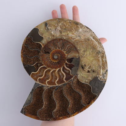 Ammonite Pair - Expert Wholesale and Supplier of Wholesale Crystals & Bulk Gemstones, ["Ammonite","Madagascar","shells"]