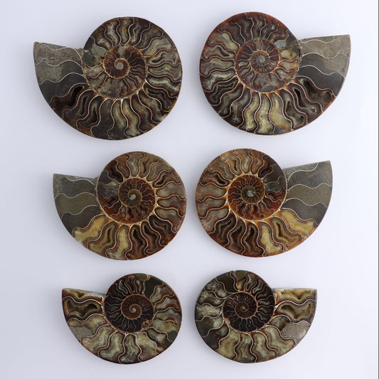 Ammonite Shells Set of 6