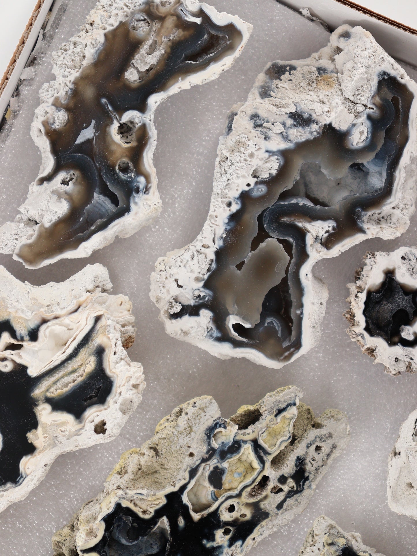 Agatized Coral Set of 12 - Expert Wholesale and Supplier of Wholesale Crystals & Bulk Gemstones, []