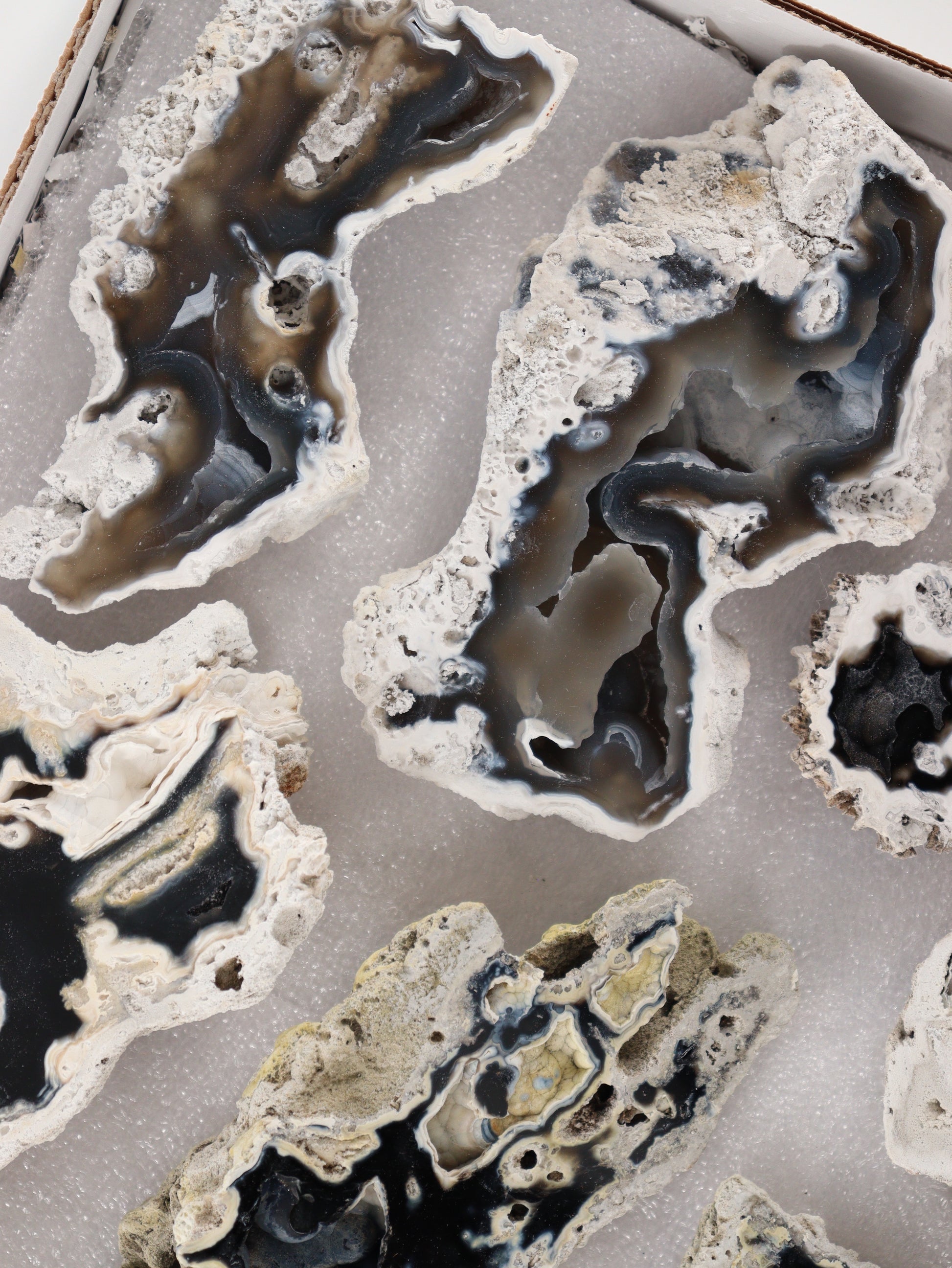 Agatized Coral Set of 12 - Expert Wholesale and Supplier of Wholesale Crystals & Bulk Gemstones, []