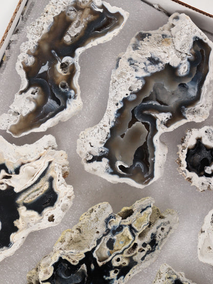 Agatized Coral Set of 12 - Expert Wholesale and Supplier of Wholesale Crystals & Bulk Gemstones, []