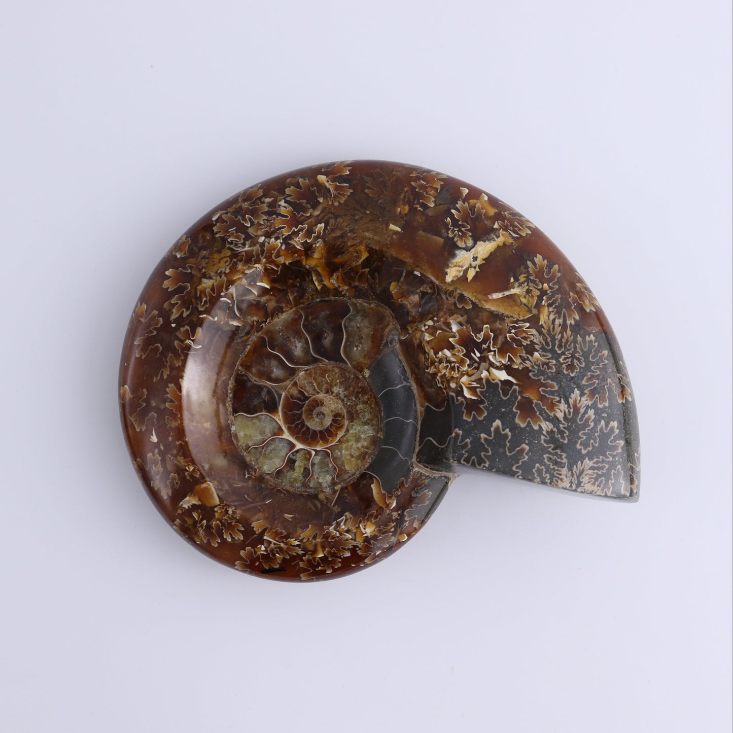 Ammonite Bowls Set of 4 - Expert Wholesale and Supplier of Wholesale Crystals & Bulk Gemstones, ["Ammonite","close_30","Madagascar","shells"]