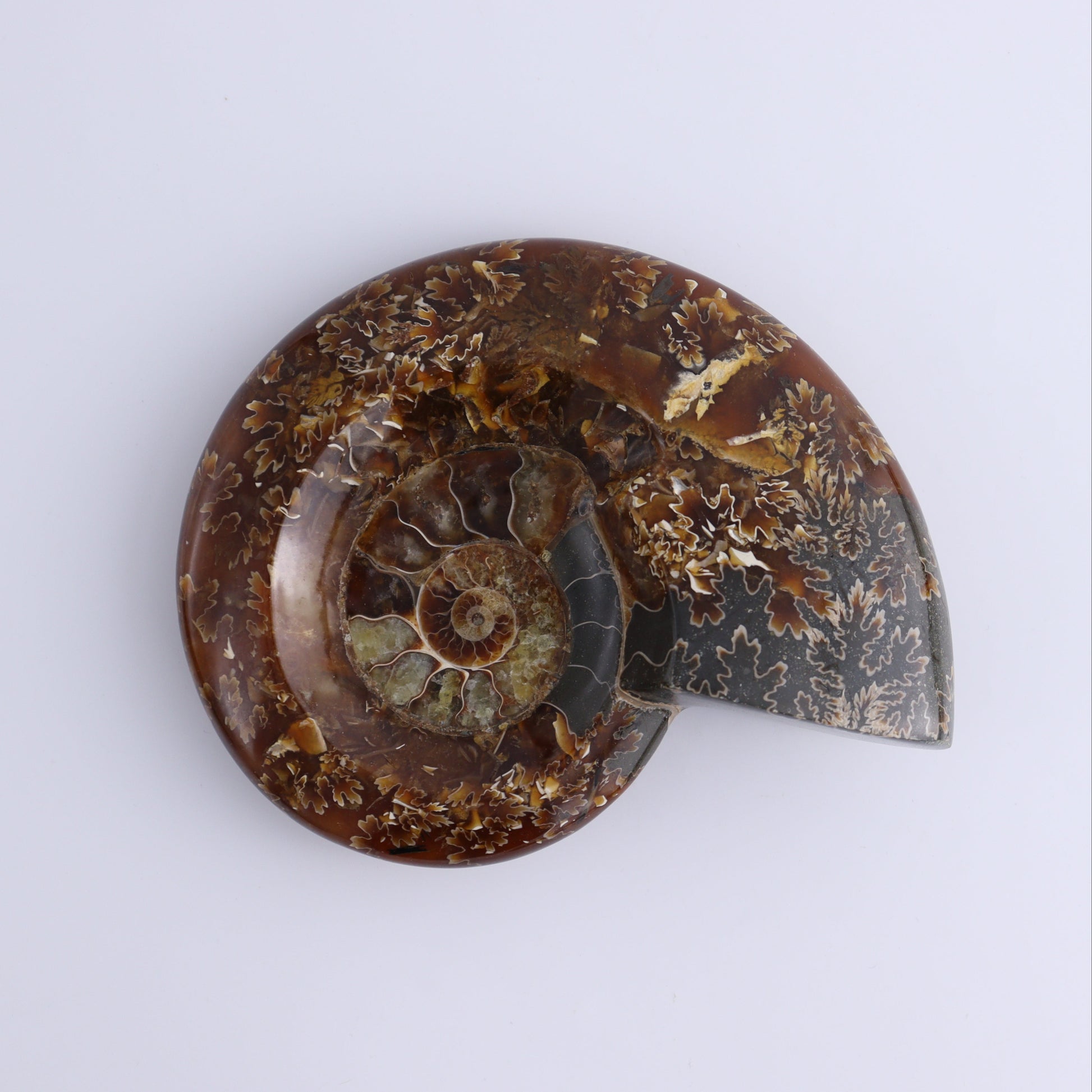 Ammonite Bowls Set of 4 - Expert Wholesale and Supplier of Wholesale Crystals & Bulk Gemstones, ["Ammonite","close_30","Madagascar","shells"]