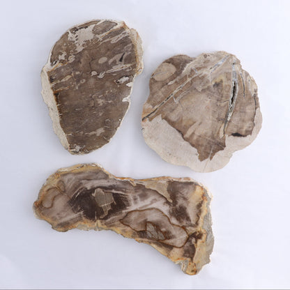 Petrified Wood Slices & Slabs Set of 3