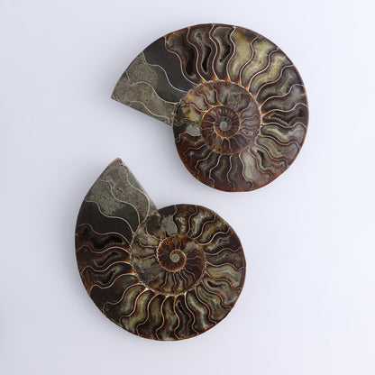 Ammonite Shells Set of 6