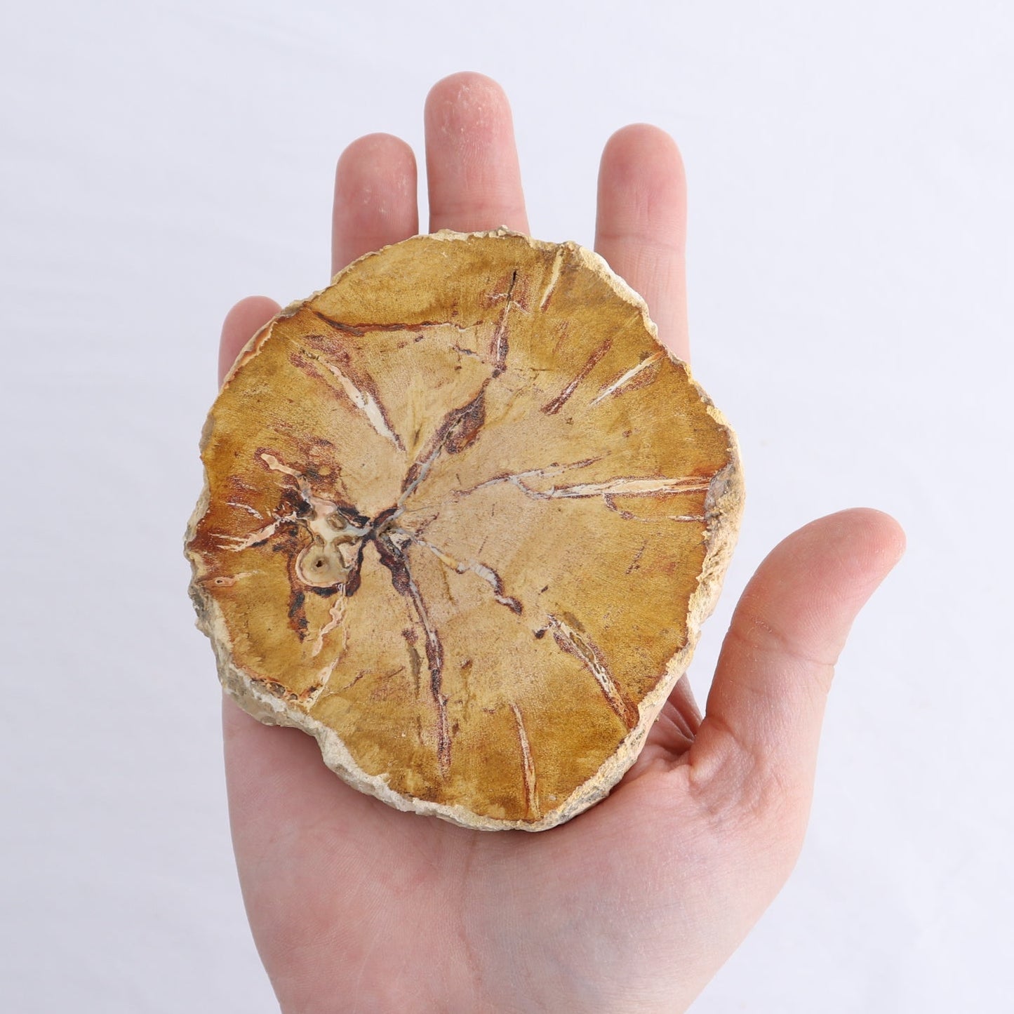 Petrified Wood Slices & Slabs Set of 4