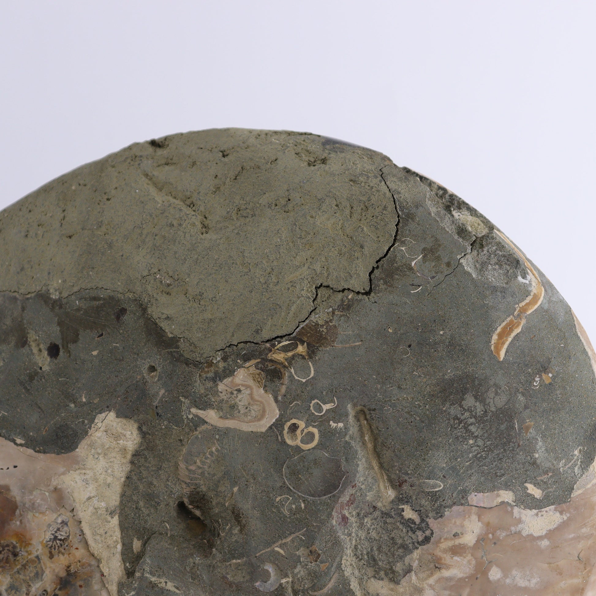 Ammonite Pair - Expert Wholesale and Supplier of Wholesale Crystals & Bulk Gemstones, ["Ammonite","Madagascar","shells"]