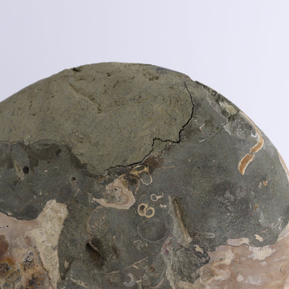 Ammonite Pair - Expert Wholesale and Supplier of Wholesale Crystals & Bulk Gemstones, ["Ammonite","Madagascar","shells"]