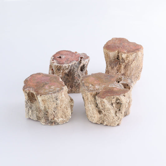 Petrified Wood Cut Bases Set of 4