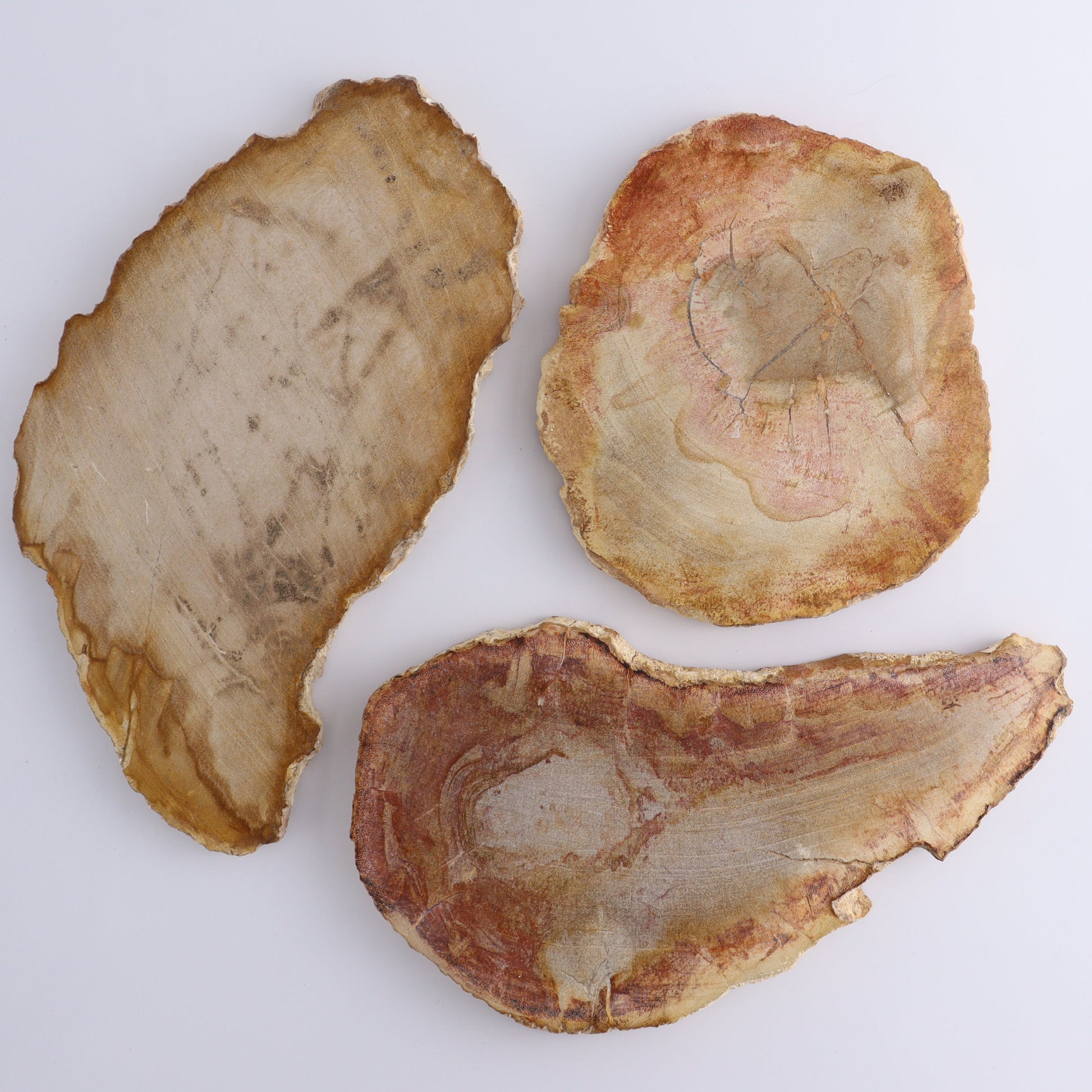 Petrified Wood Slices & Slabs Set of 3 - Expert Wholesale and Supplier of Wholesale Crystals & Bulk Gemstones, ["Freeforms","Indonesia","Petrified Wood","Slices and Slabs"]