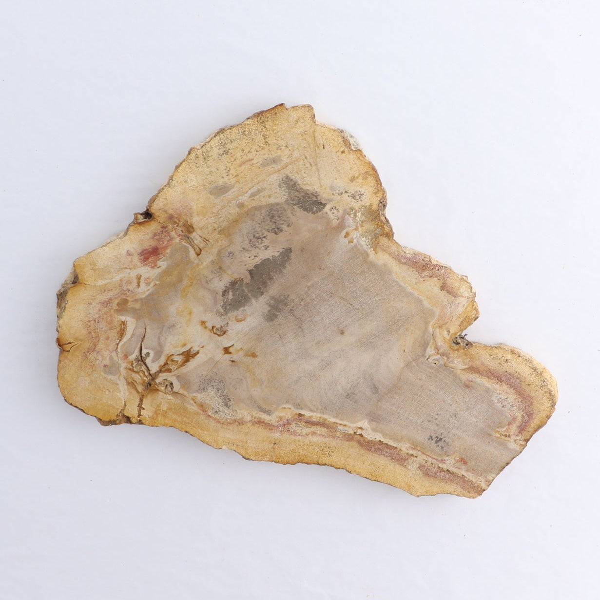 Petrified Wood Slices & Slabs Set of 4