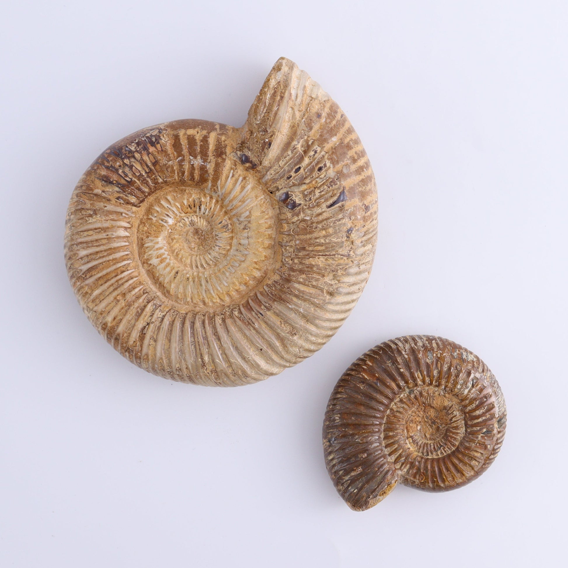 Fossilized Ammonite Set of 8 - Expert Wholesale and Supplier of Wholesale Crystals & Bulk Gemstones, ["Ammonite","Fossilized Ammonite","Madagascar"]
