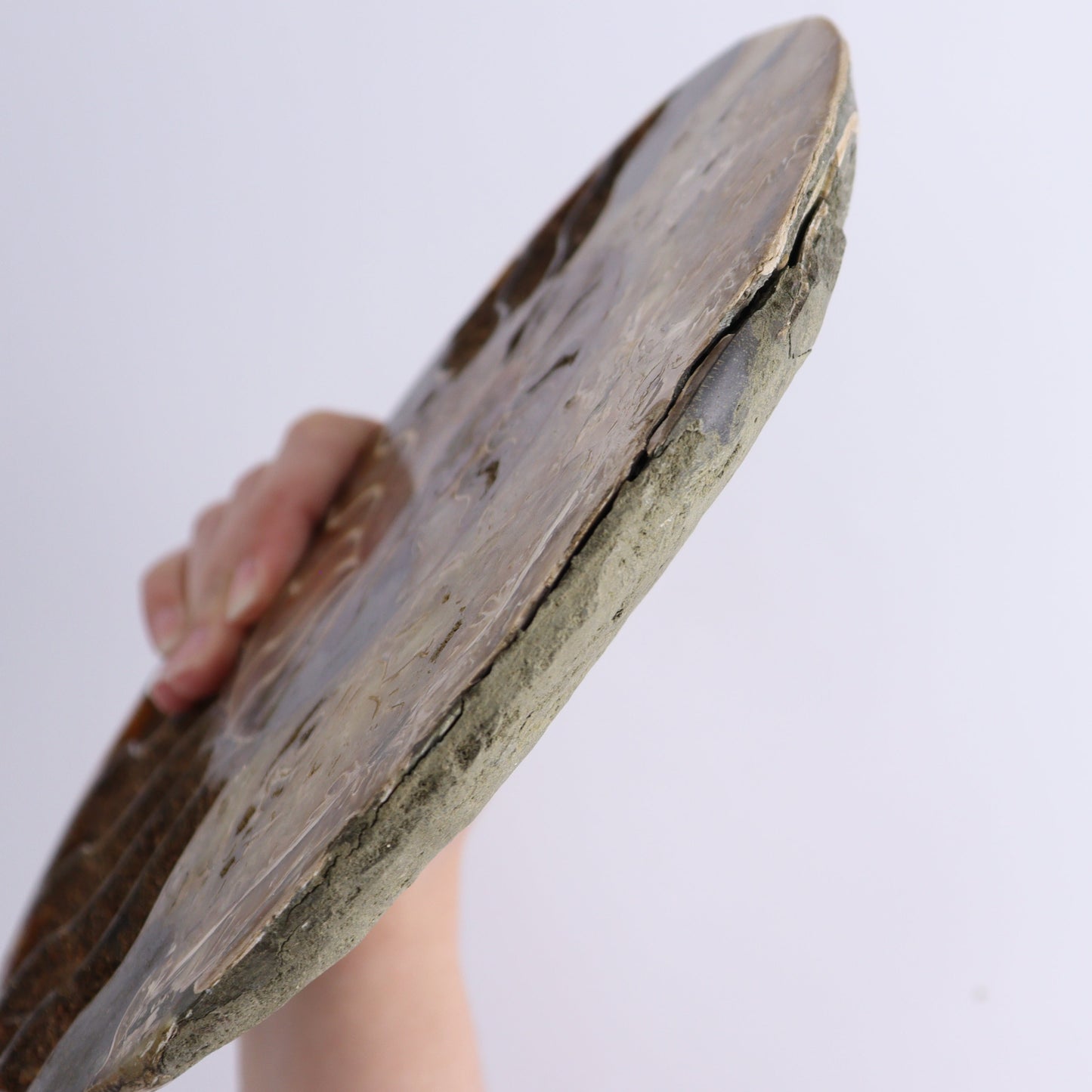 Ammonite Pair - Expert Wholesale and Supplier of Wholesale Crystals & Bulk Gemstones, ["Ammonite","Madagascar","shells"]