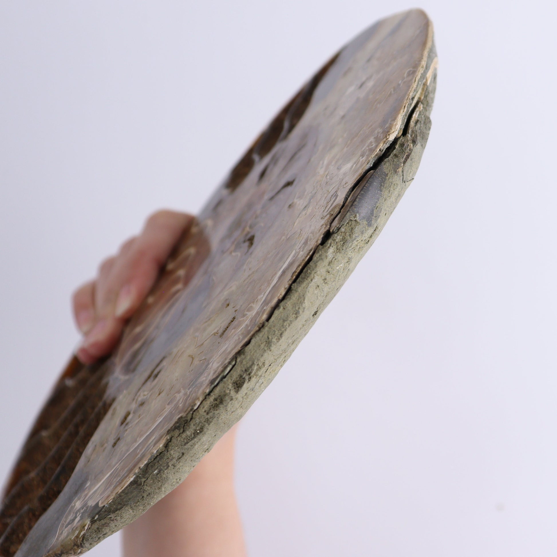 Ammonite Pair - Expert Wholesale and Supplier of Wholesale Crystals & Bulk Gemstones, ["Ammonite","Madagascar","shells"]