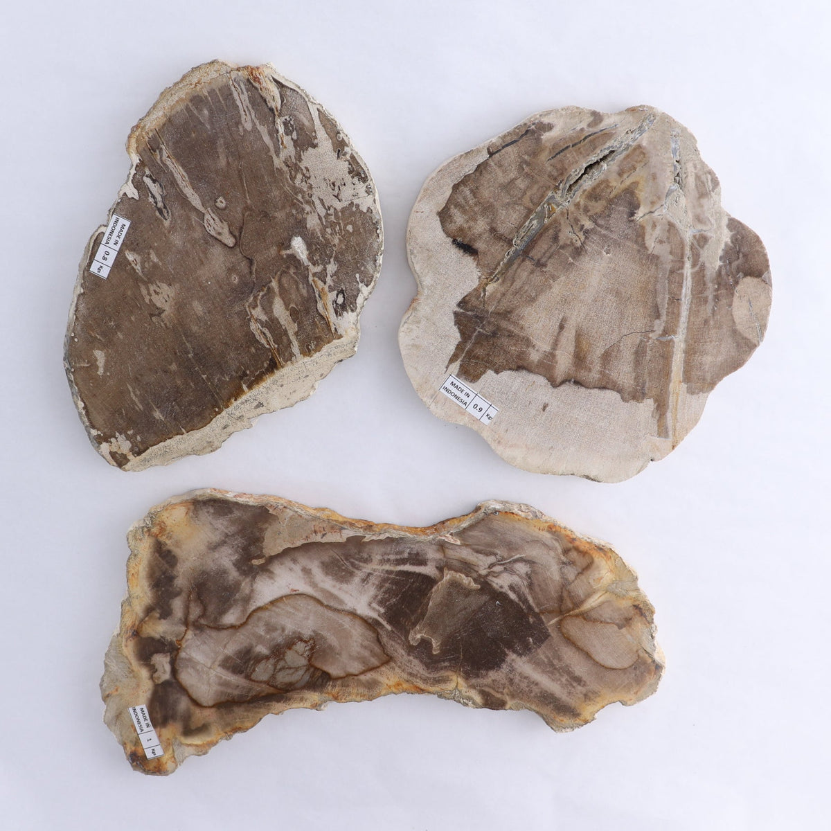 Petrified Wood Slices & Slabs Set of 3