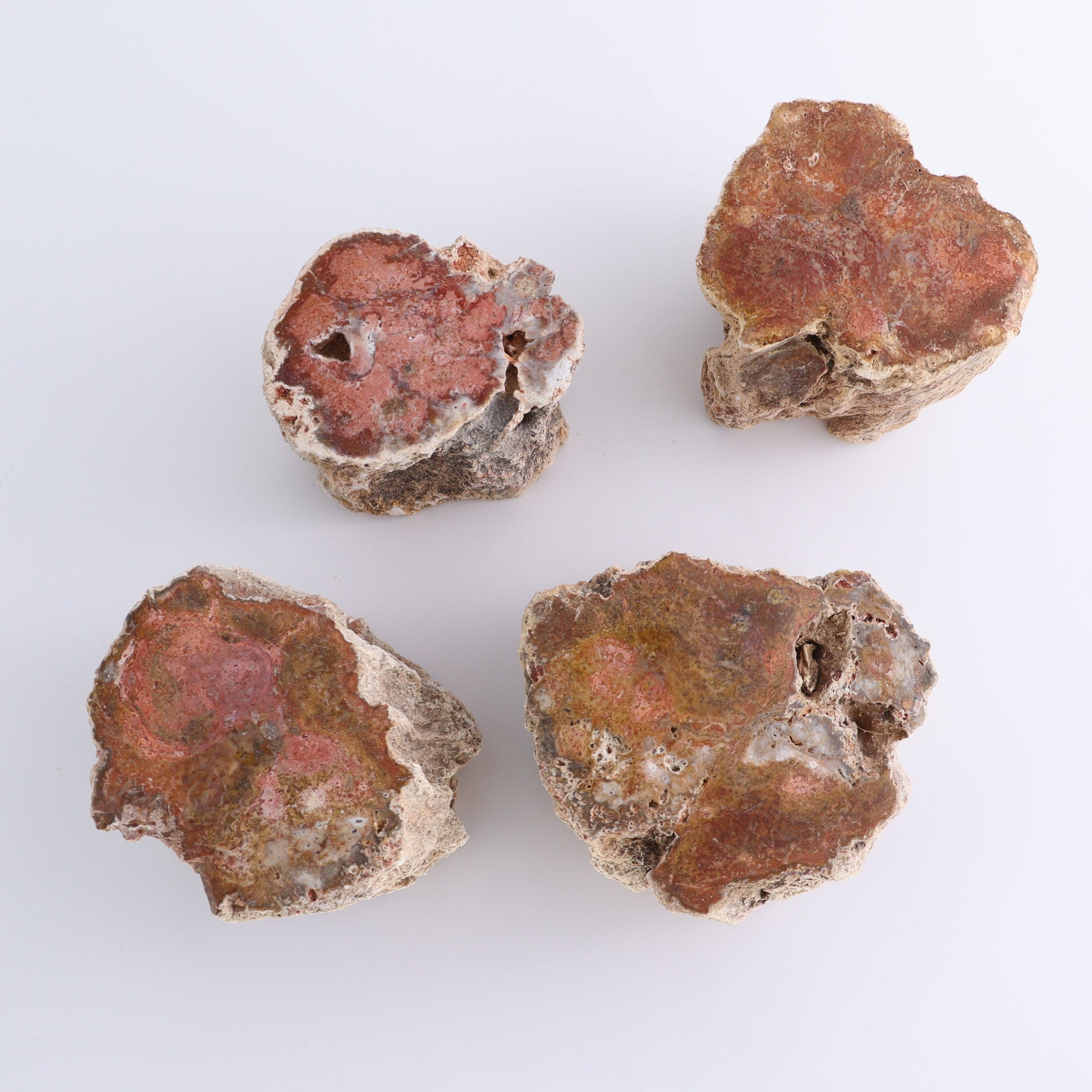Petrified Wood Cut Bases Set of 4 - Expert Wholesale and Supplier of Wholesale Crystals & Bulk Gemstones, ["Cut Base","Petrified Wood"]
