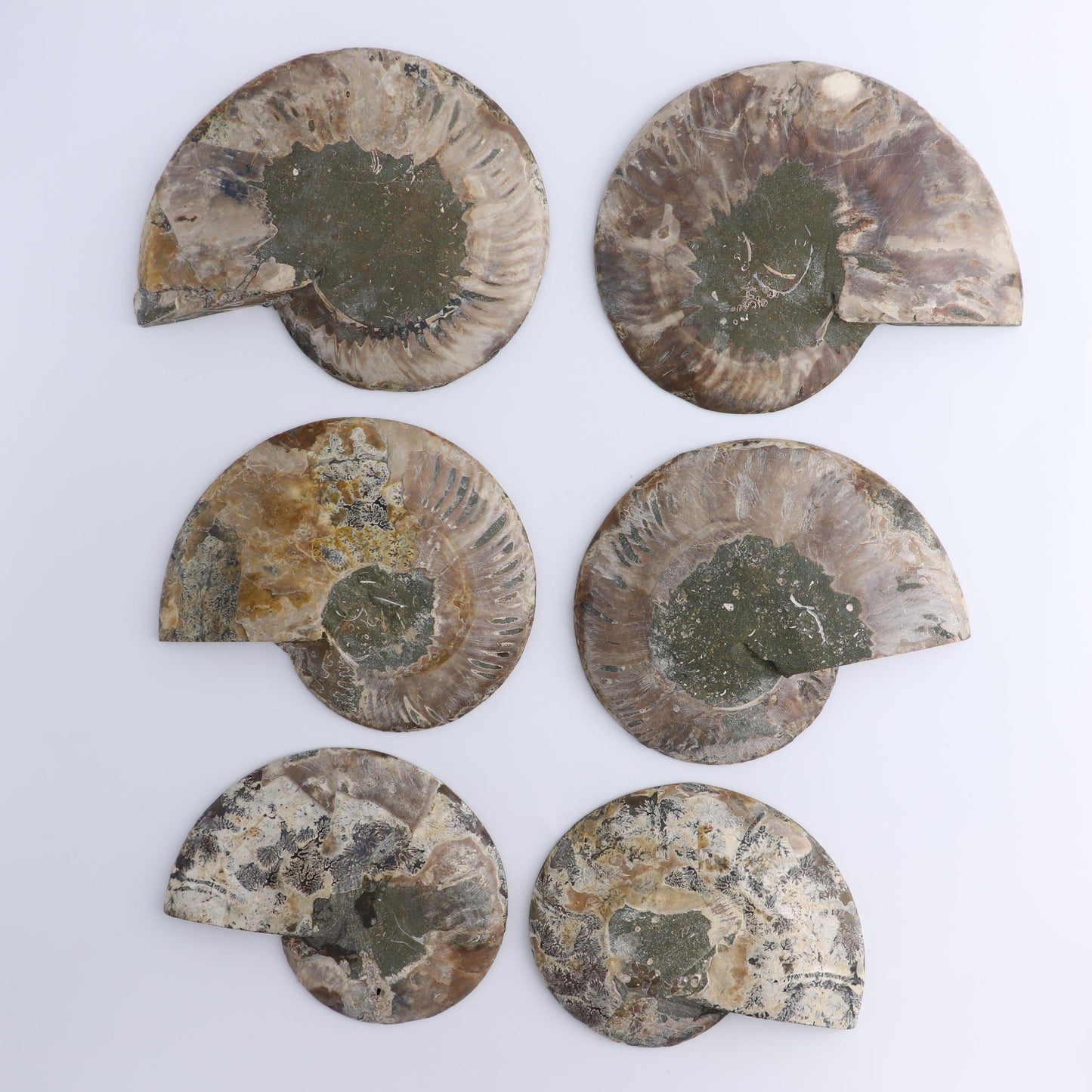 Ammonite Shells Set of 6