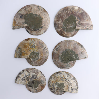 Ammonite Shells Set of 6