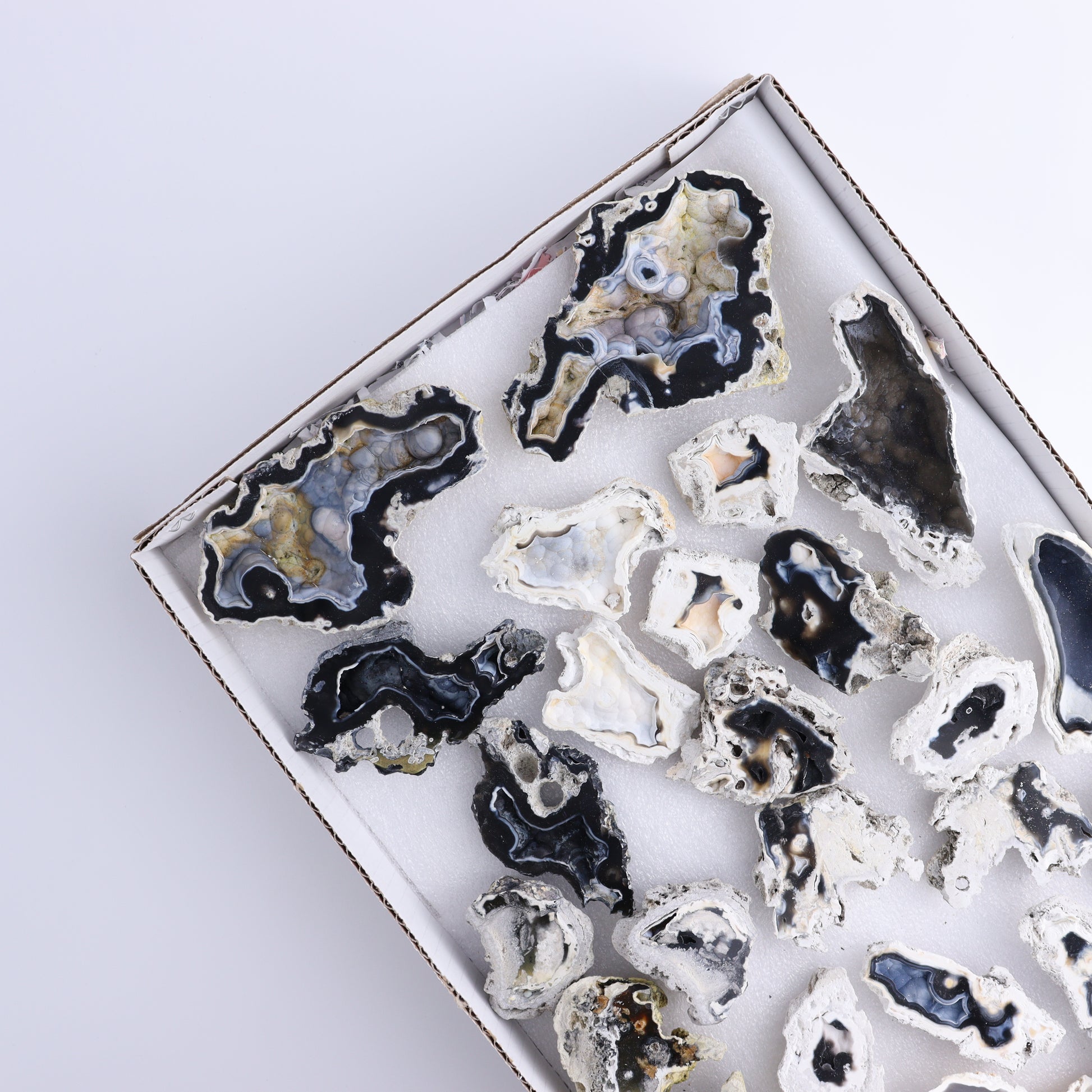 Agatized Coral Flat - Expert Wholesale and Supplier of Wholesale Crystals & Bulk Gemstones, ["Agate","Agatized Coral","Coral","United States"]