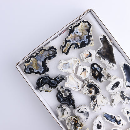 Agatized Coral Flat - Expert Wholesale and Supplier of Wholesale Crystals & Bulk Gemstones, ["Agate","Agatized Coral","Coral","United States"]