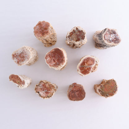 Petrified Wood Cut Bases Set of 10 - Expert Wholesale and Supplier of Wholesale Crystals & Bulk Gemstones, ["Cut Base","Petrified Wood"]