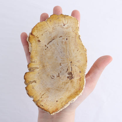 Petrified Wood Slices & Slabs Set of 4