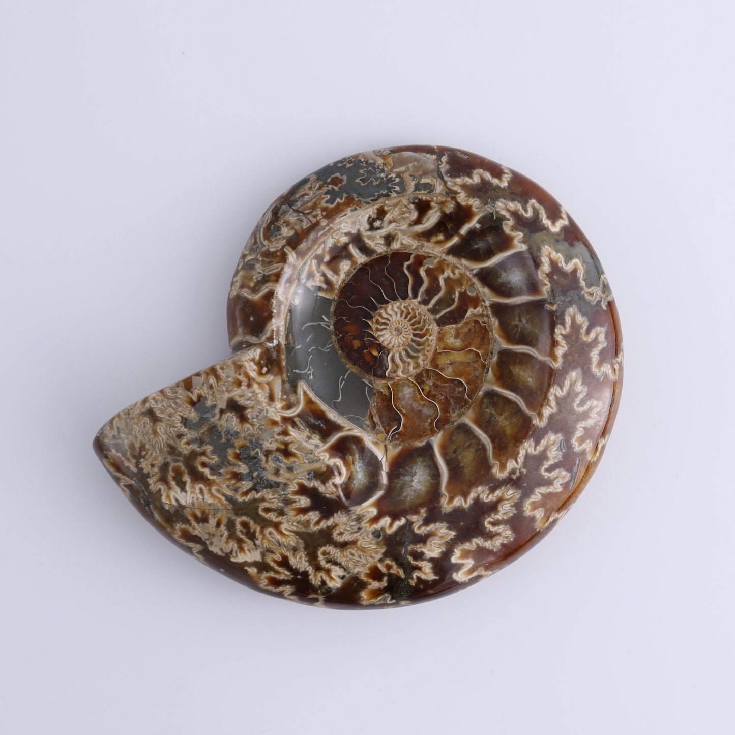 Ammonite Bowls Set of 4 - Expert Wholesale and Supplier of Wholesale Crystals & Bulk Gemstones, ["Ammonite","close_30","Madagascar","shells"]